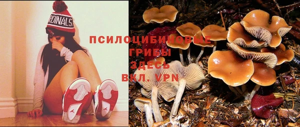 стафф Алексин
